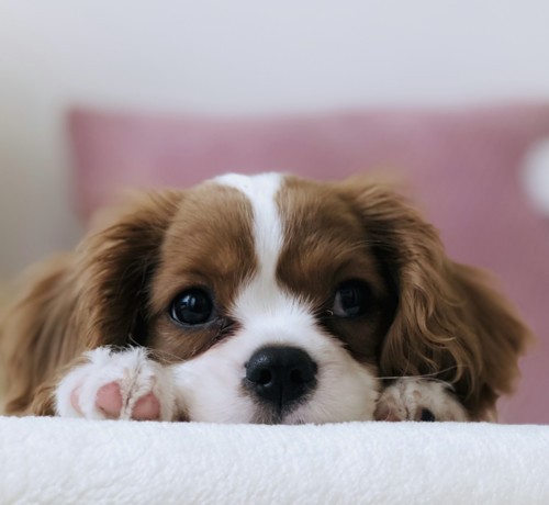 اكتشاف سرّ وفاء الكلاب لأصحابها