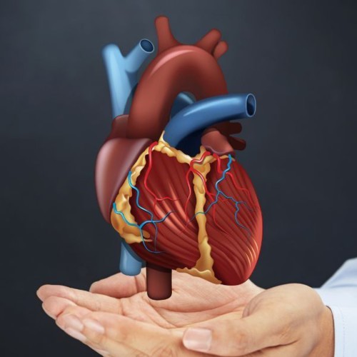 الجهاز الدوراني: كيف يحافظ الدم على توازن الجسم وصحته؟