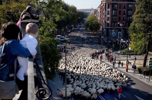 مظاهرة الخراف في مدريد