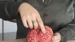 الكوليسترول والدماغ بين الضرورة والأثر على الذاكرة
