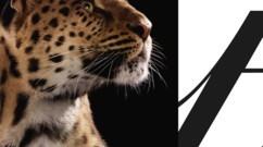 Cartier  تكرّم الفهد الأيقونة بأسلوب ضخم
