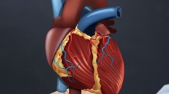 الجهاز الدوراني: كيف يحافظ الدم على توازن الجسم وصحته؟