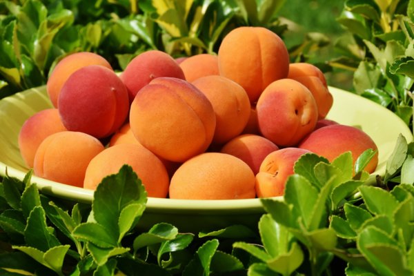 apricots